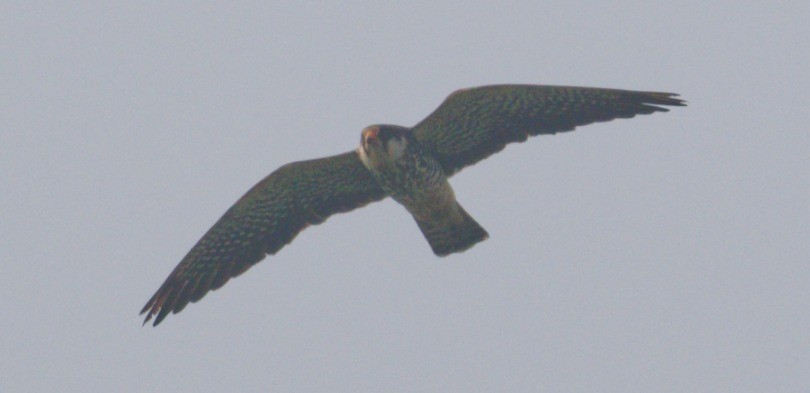 Amur Falcon - ML646449980