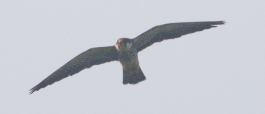 Amur Falcon - ML646449981