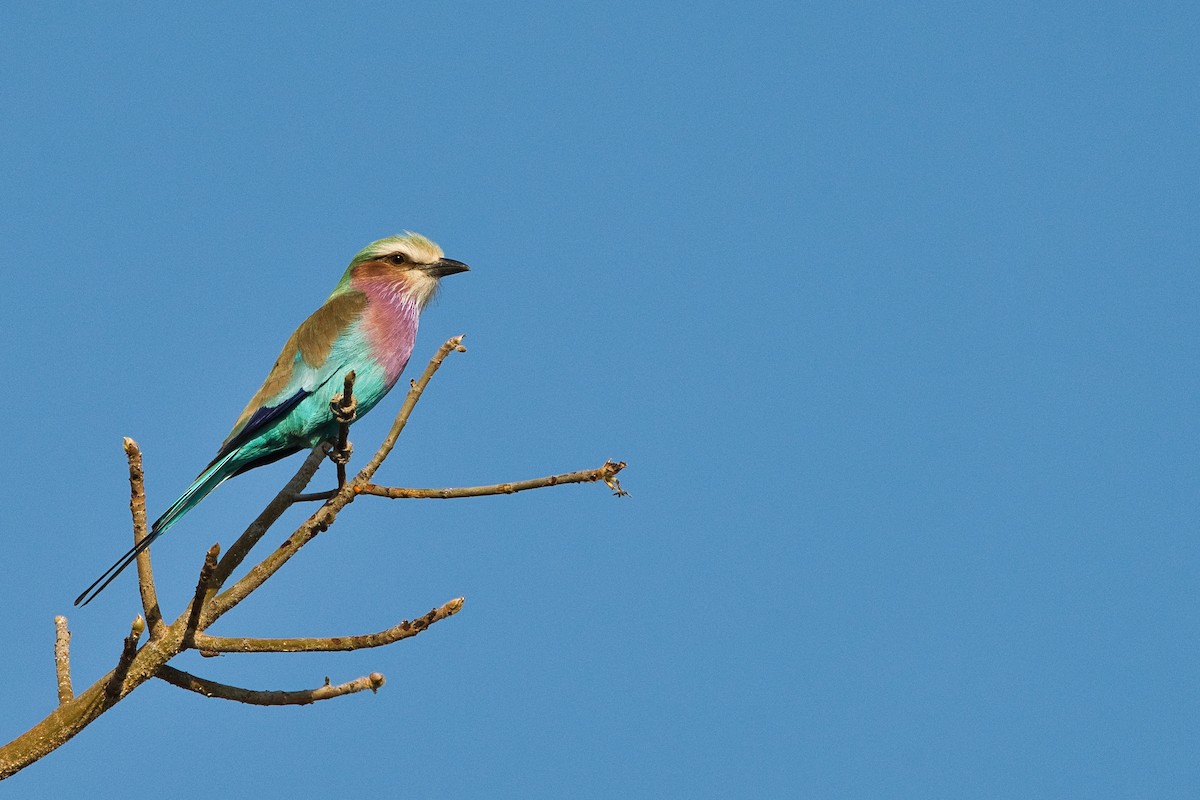 Lilac-breasted Roller - ML646449982