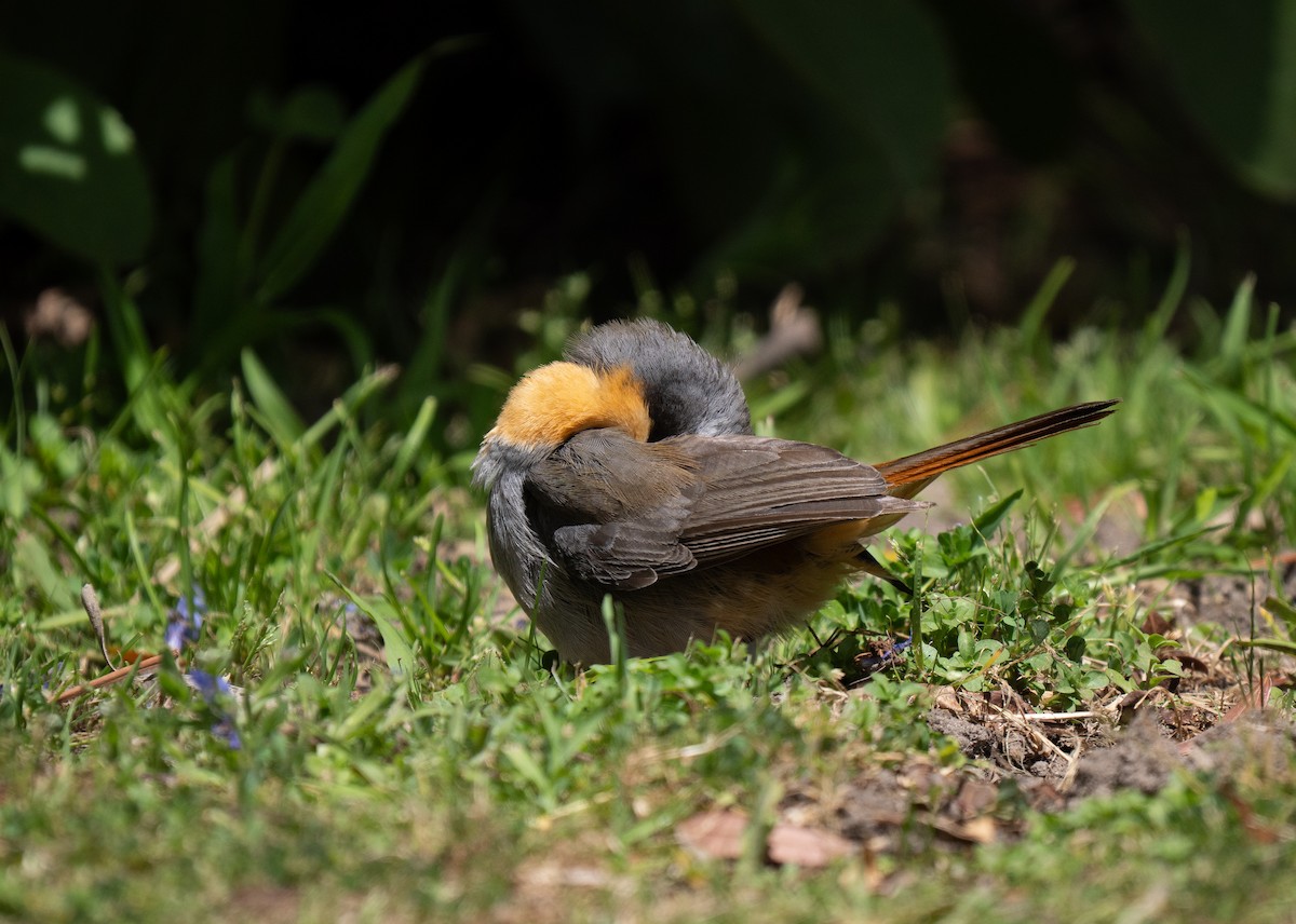 Капский рыжехвост - ML646449984