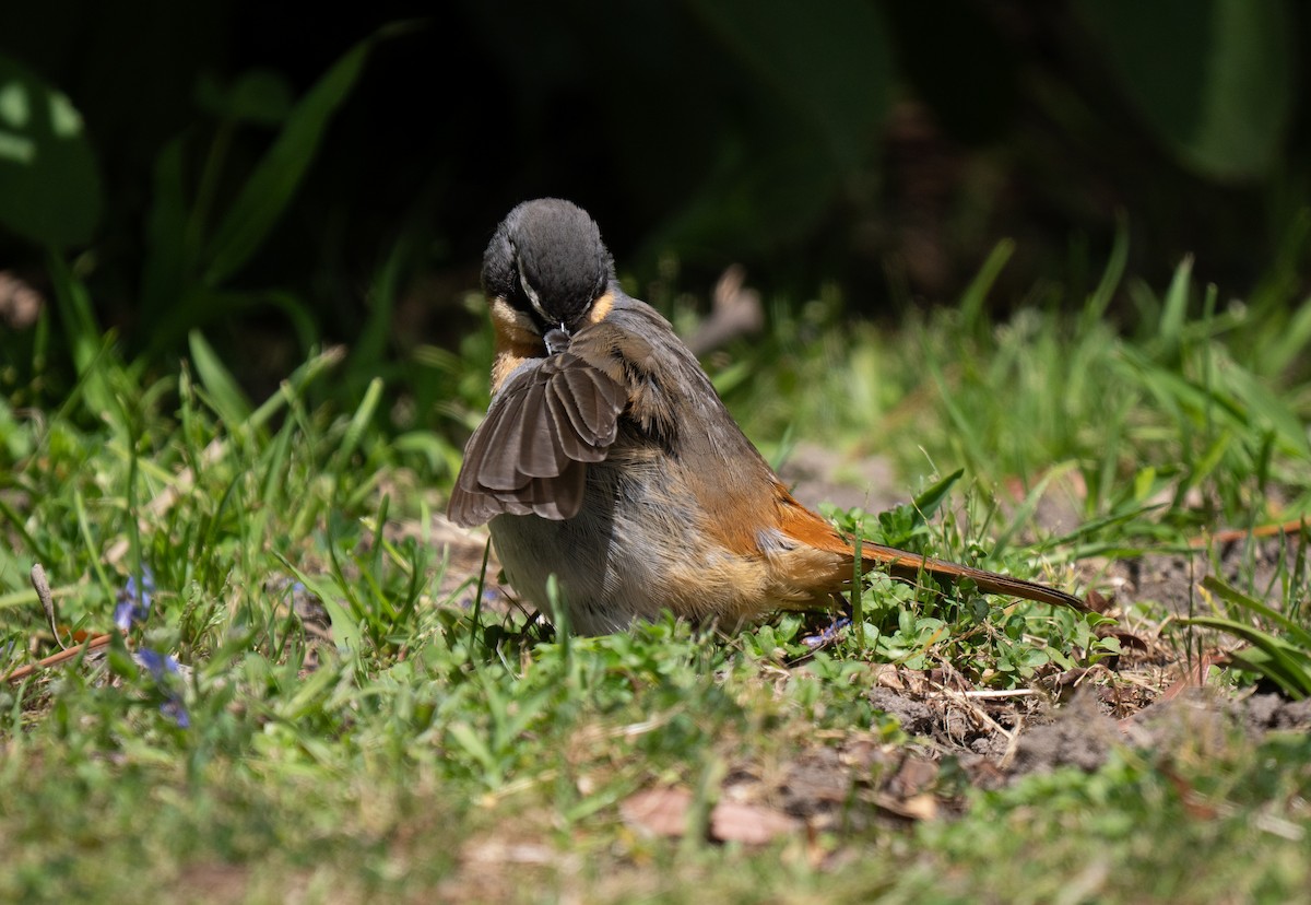 Капский рыжехвост - ML646449985