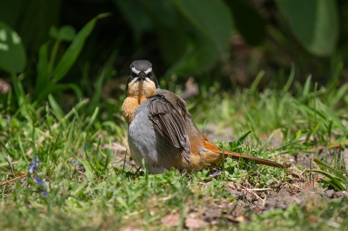 Капский рыжехвост - ML646449986