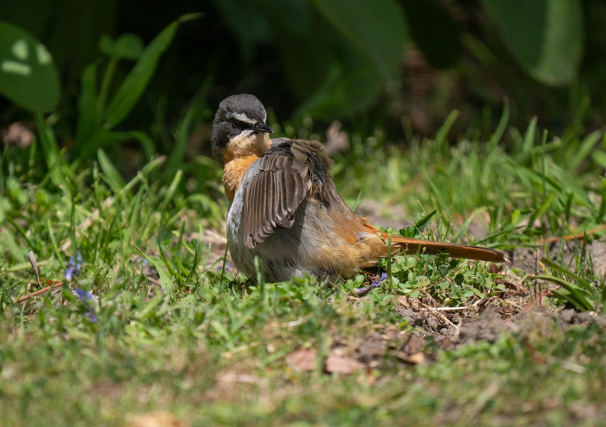 Капский рыжехвост - ML646449987
