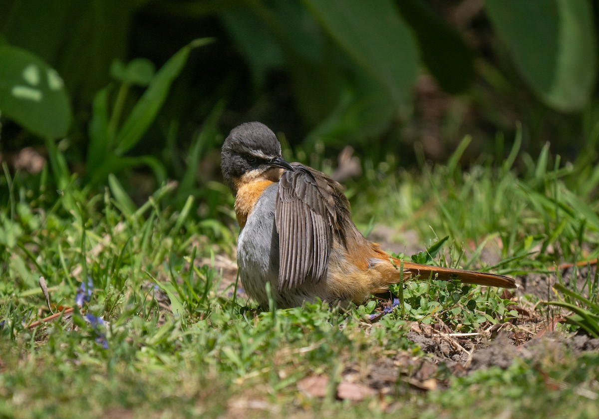 Капский рыжехвост - ML646449989