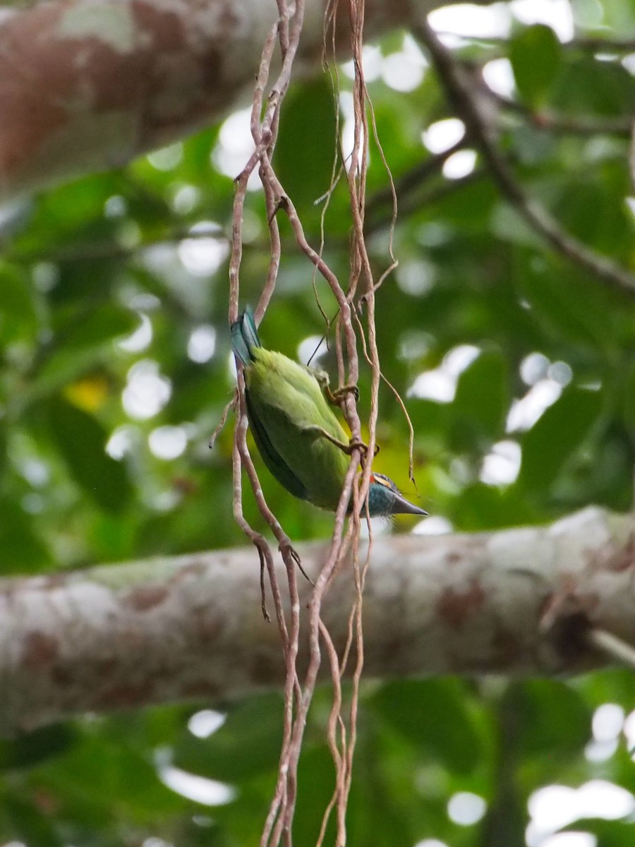 Blue-eared Barbet - ML646449992