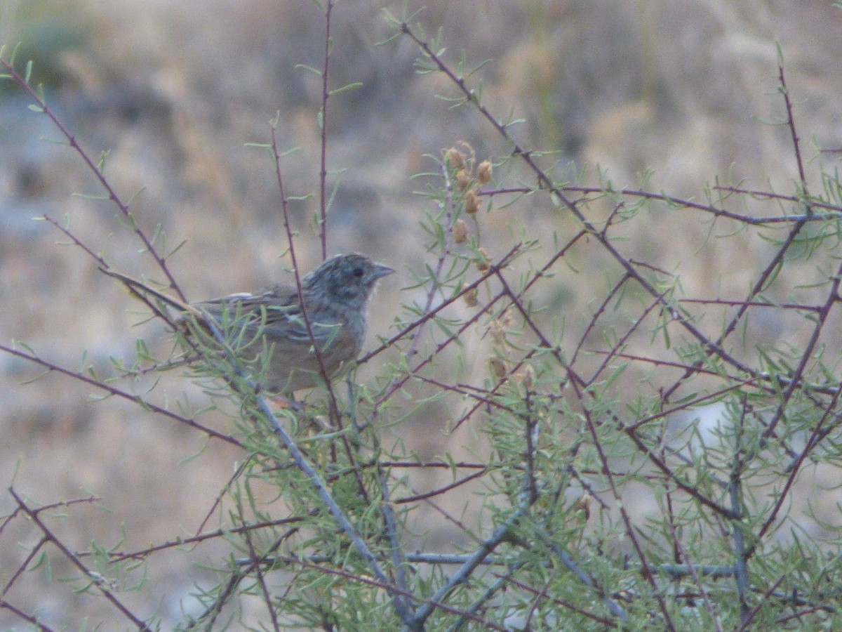 Rock Bunting - ML646449993
