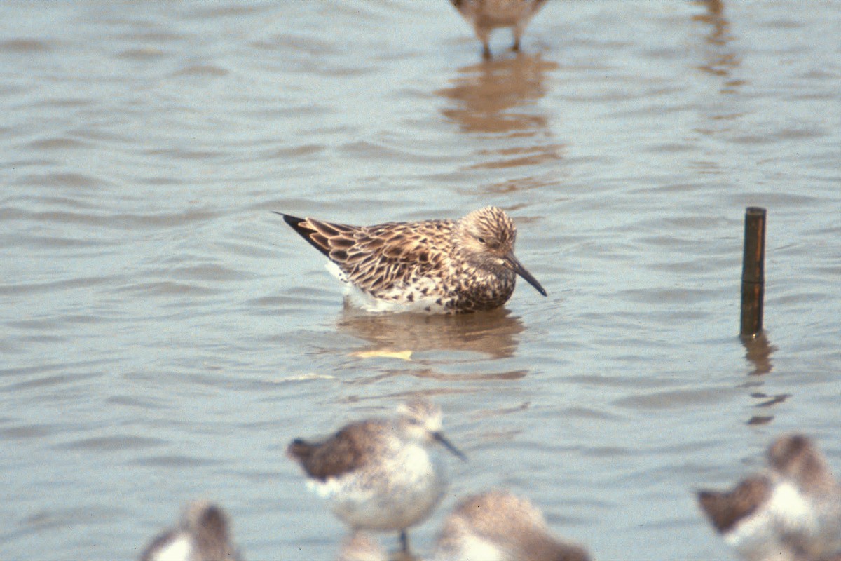 חופית גדולה - ML646449994