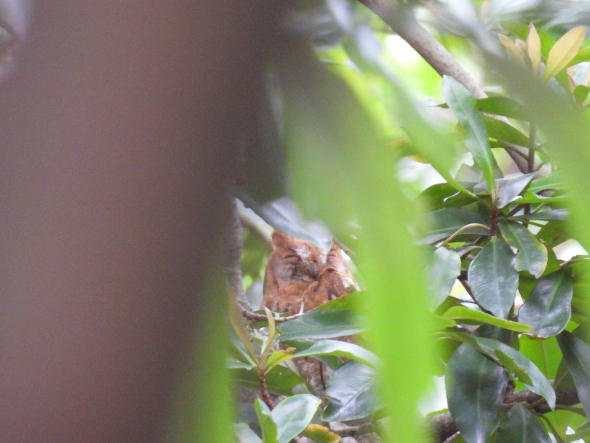 Oriental Scops-Owl - ML646449995