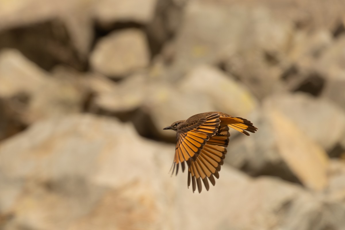 Кіптявник смугастогорлий - ML646449996