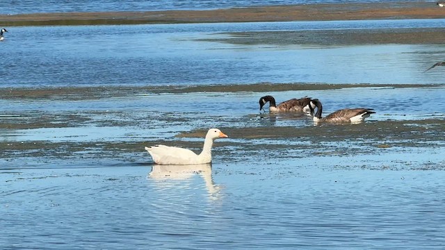 Гуска/казарка sp. - ML646449997