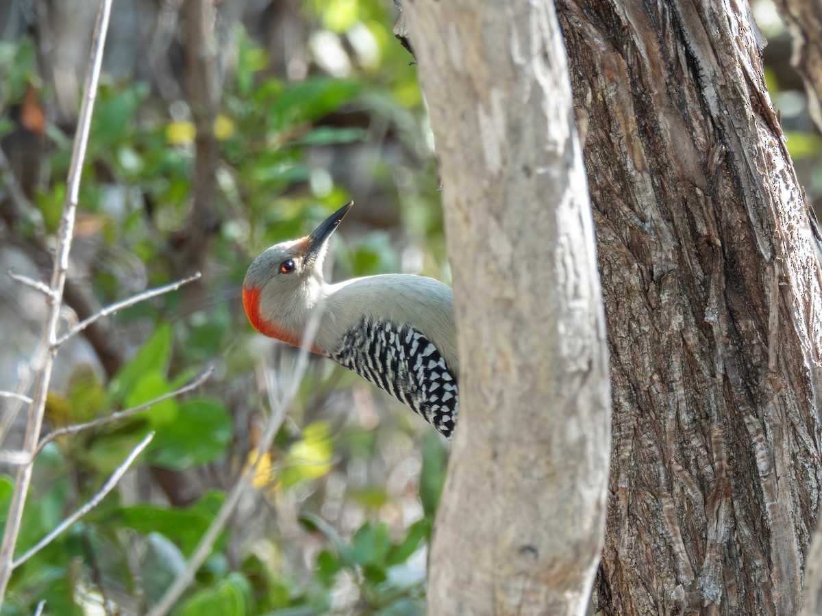 Red-bellied Woodpecker - ML646449998