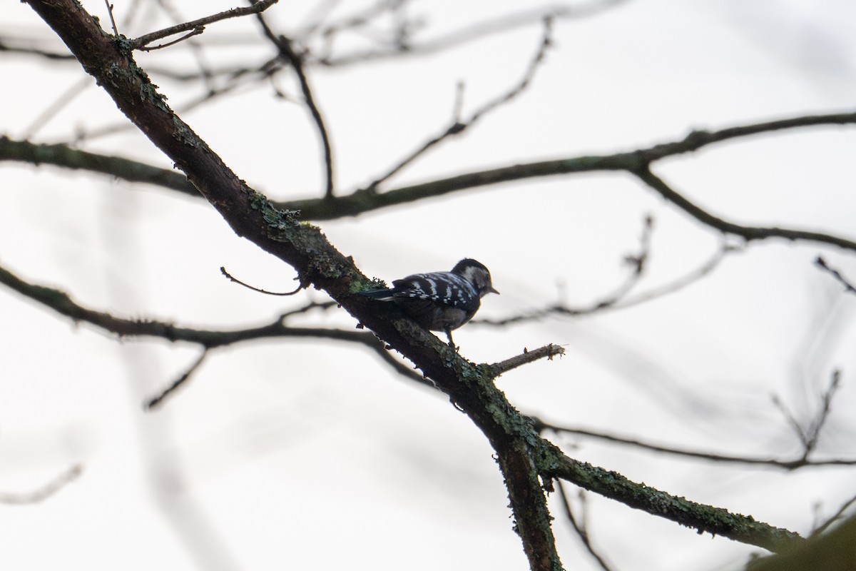 Lesser Spotted Woodpecker - ML646449999