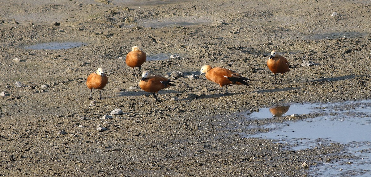 Rostgans - ML646450001