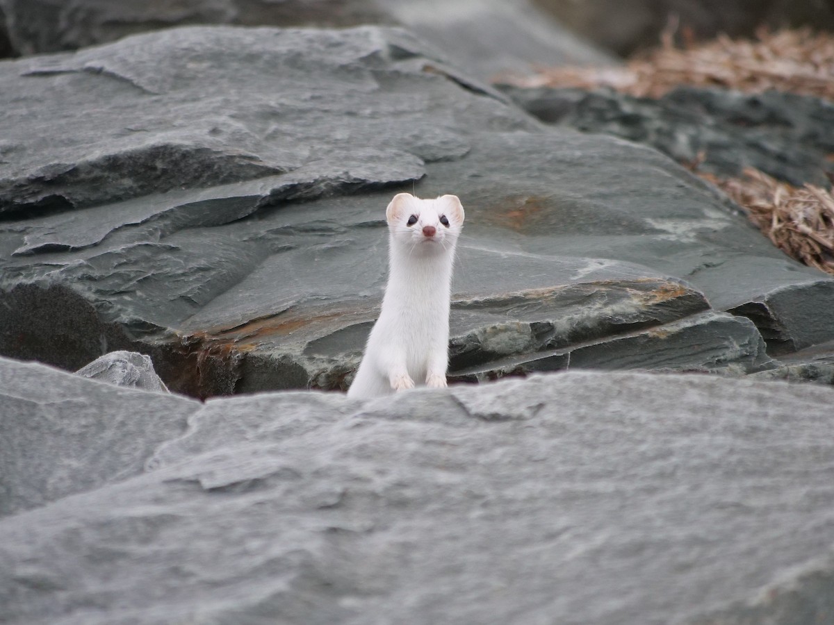 Short-tailed Weasel - ML646450003