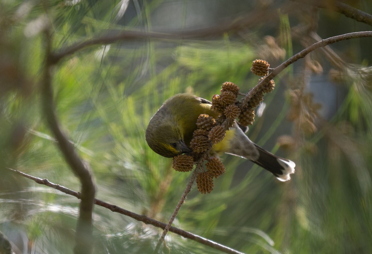 Капский канареечник - ML646450006