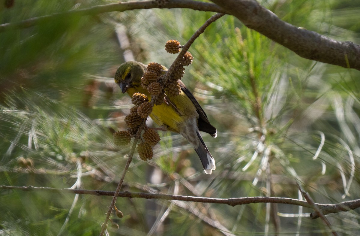 Капский канареечник - ML646450007