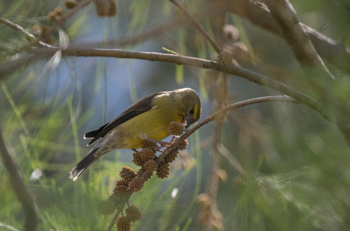 Капский канареечник - ML646450009