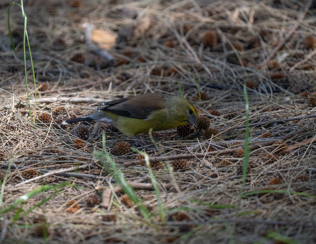 Капский канареечник - ML646450011