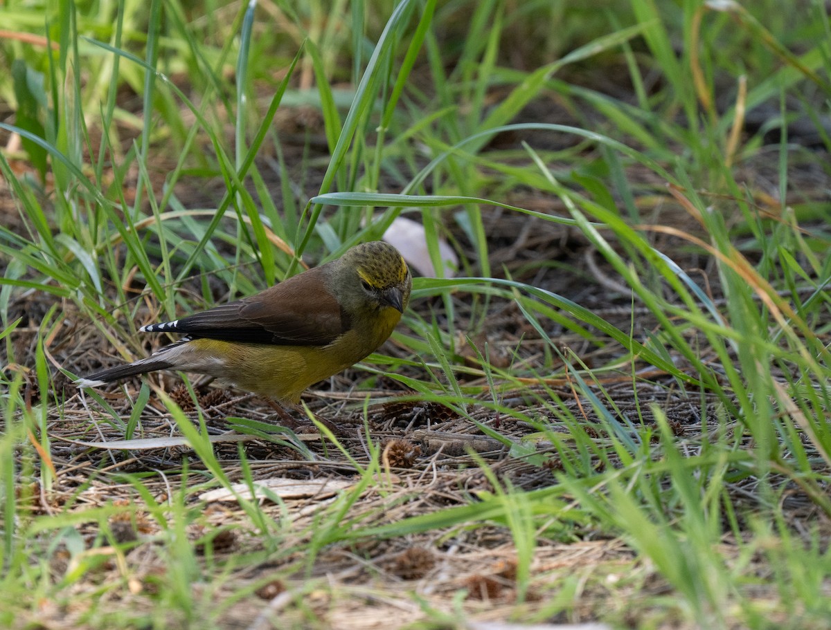 Капский канареечник - ML646450012