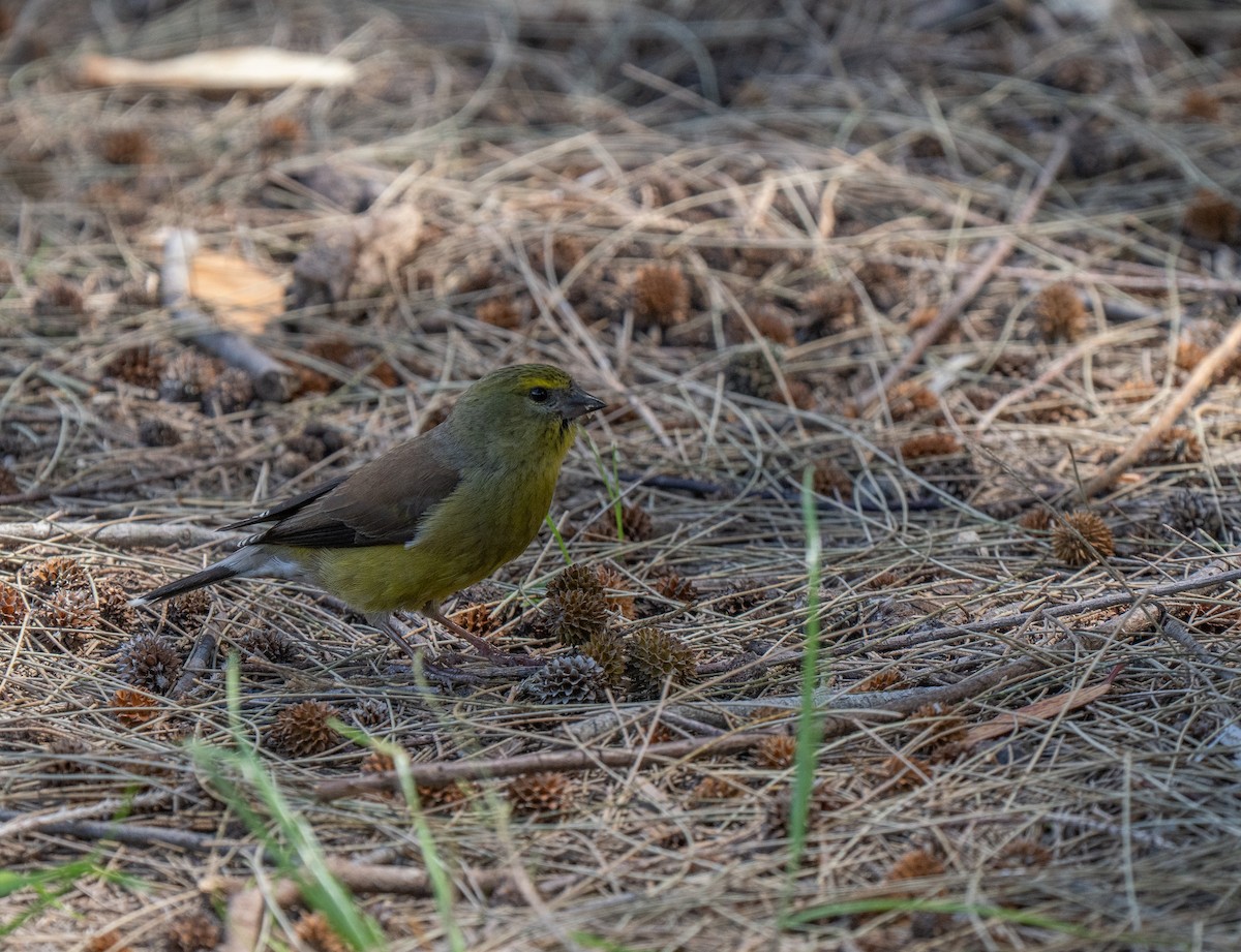 Капский канареечник - ML646450013