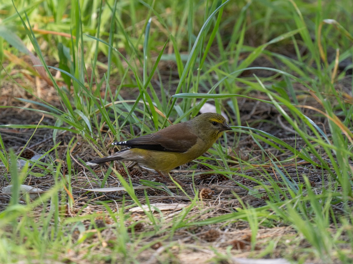 Cape Siskin - ML646450014