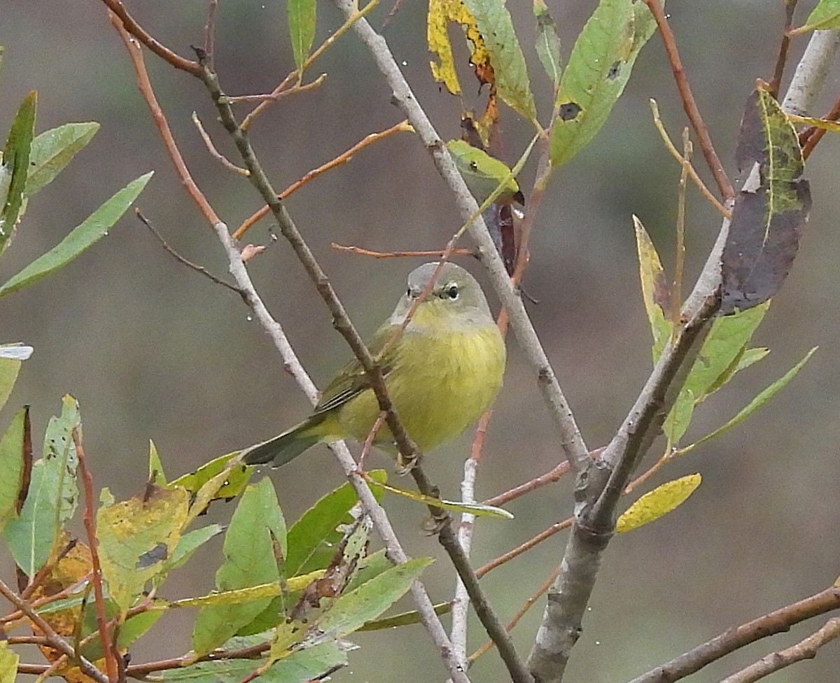 Orange-crowned Warbler (Gray-headed) - ML646450015