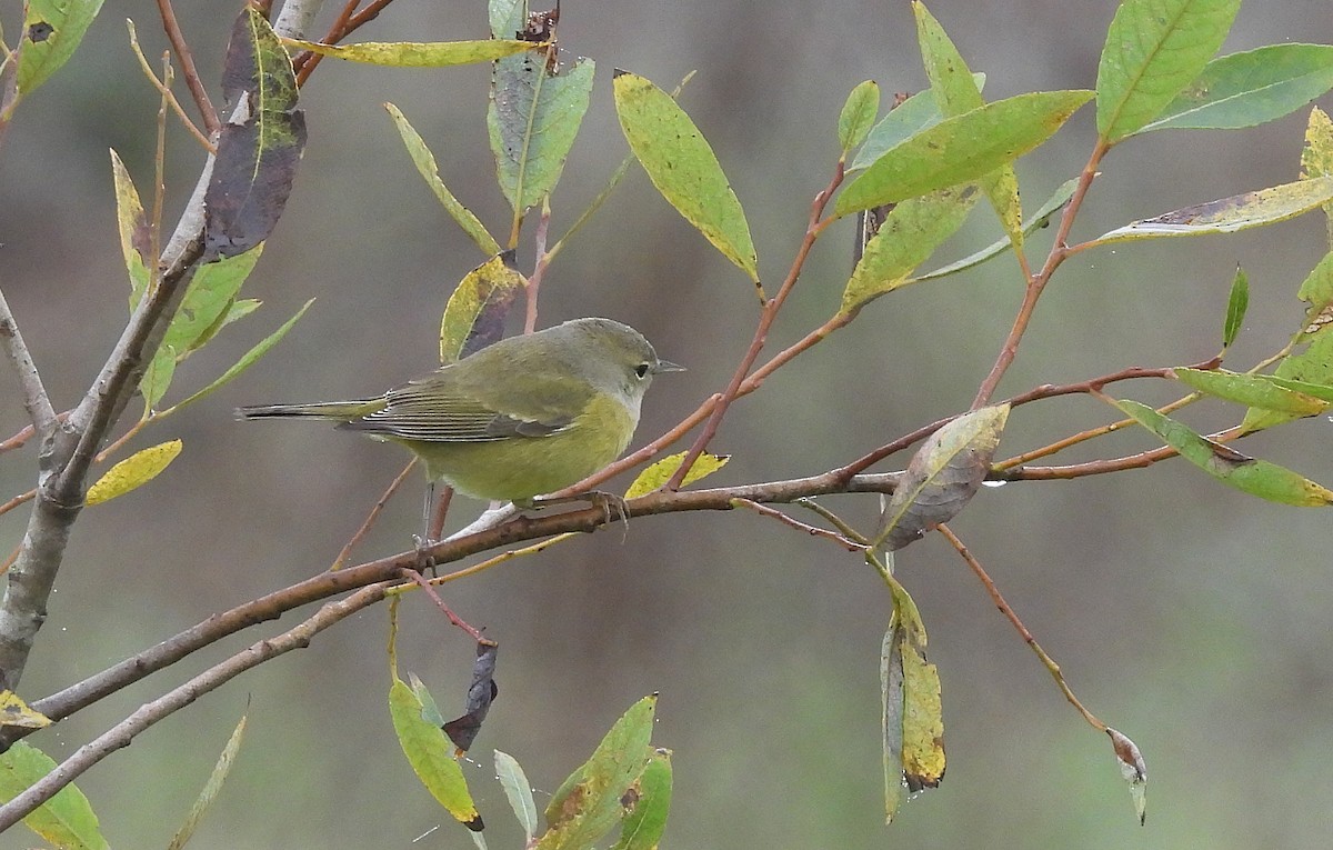 Orange-crowned Warbler (Gray-headed) - ML646450016