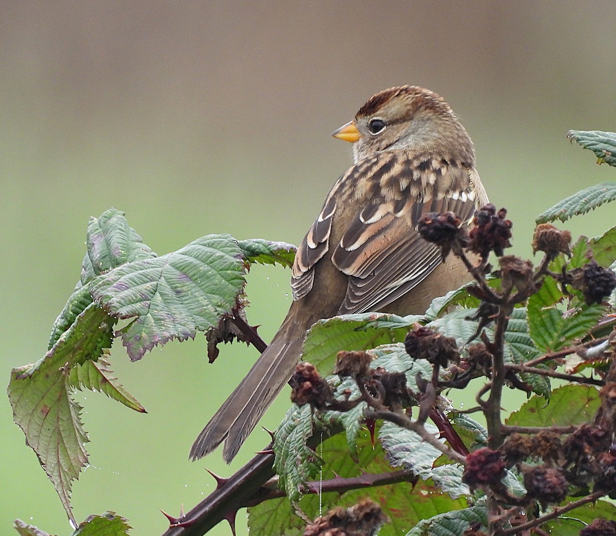 White-crowned Sparrow (pugetensis) - ML646450018