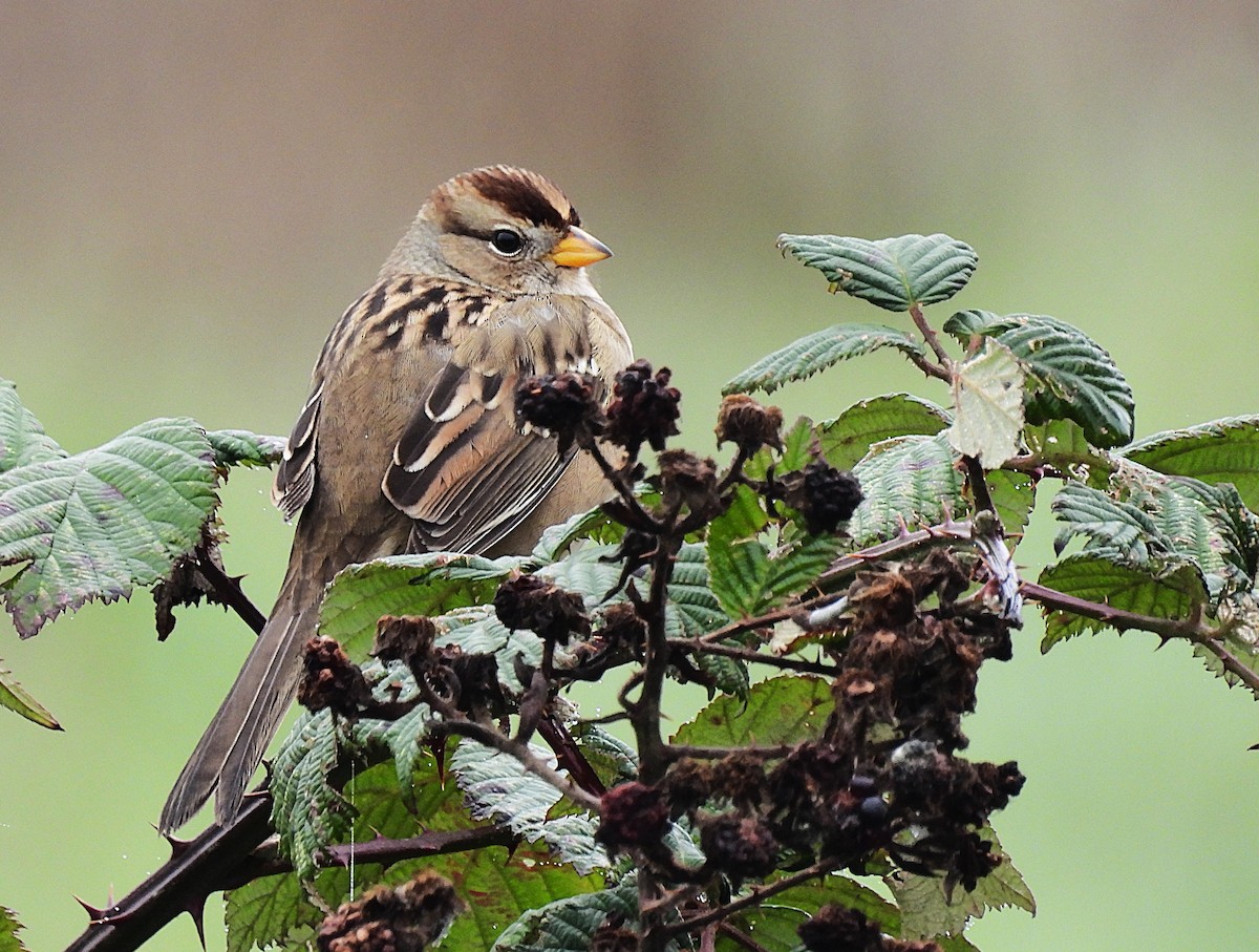 White-crowned Sparrow (pugetensis) - ML646450019