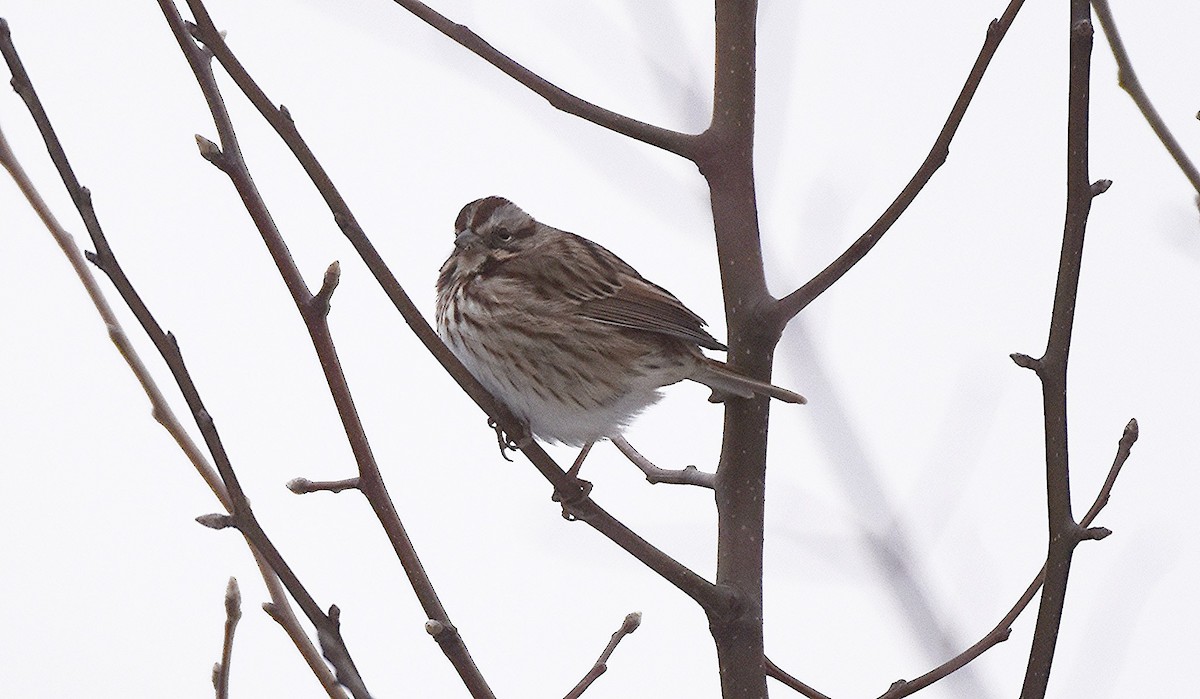 Song Sparrow - ML646450020