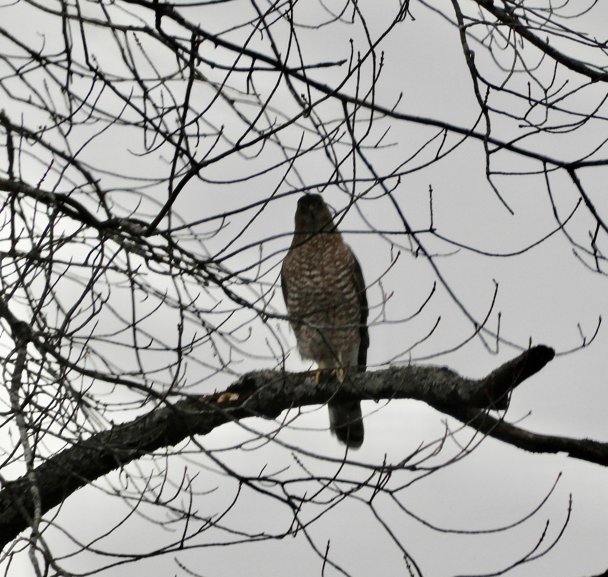 Cooper's Hawk - ML646450021