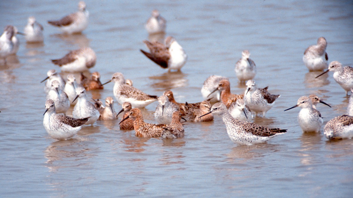ביצנית עדינה - ML646450022