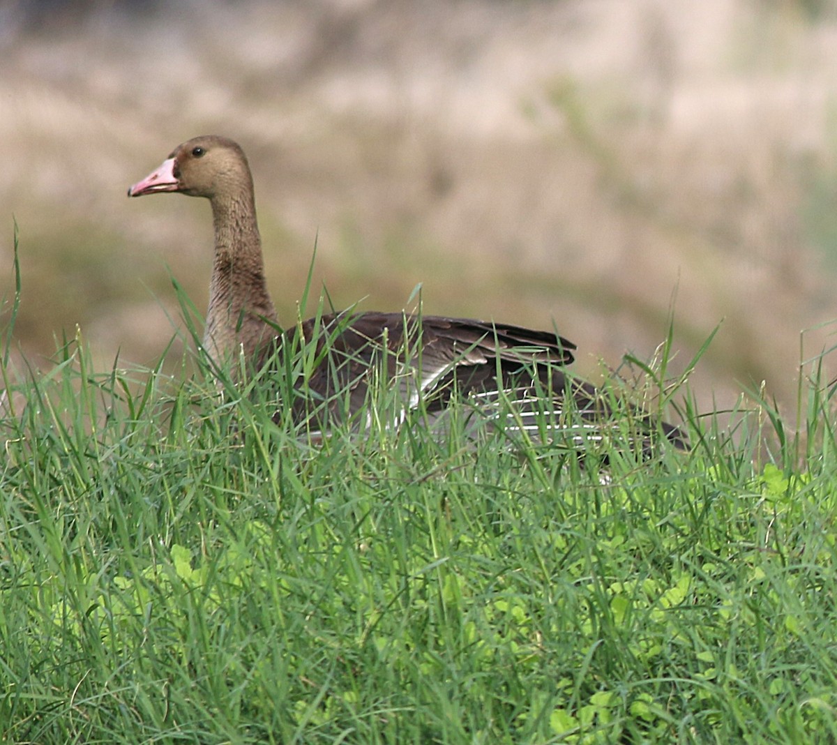Blässgans - ML646450026