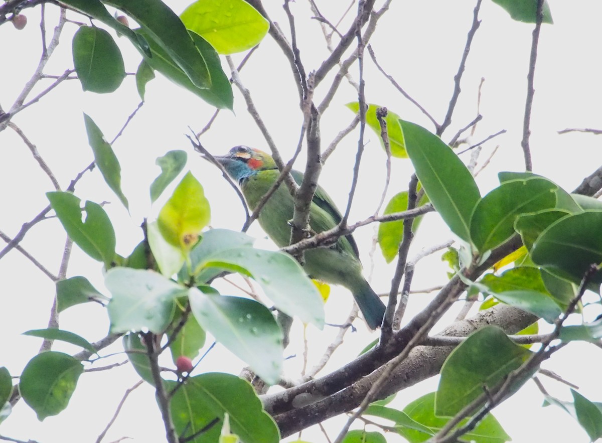 Blue-eared Barbet - ML646450028