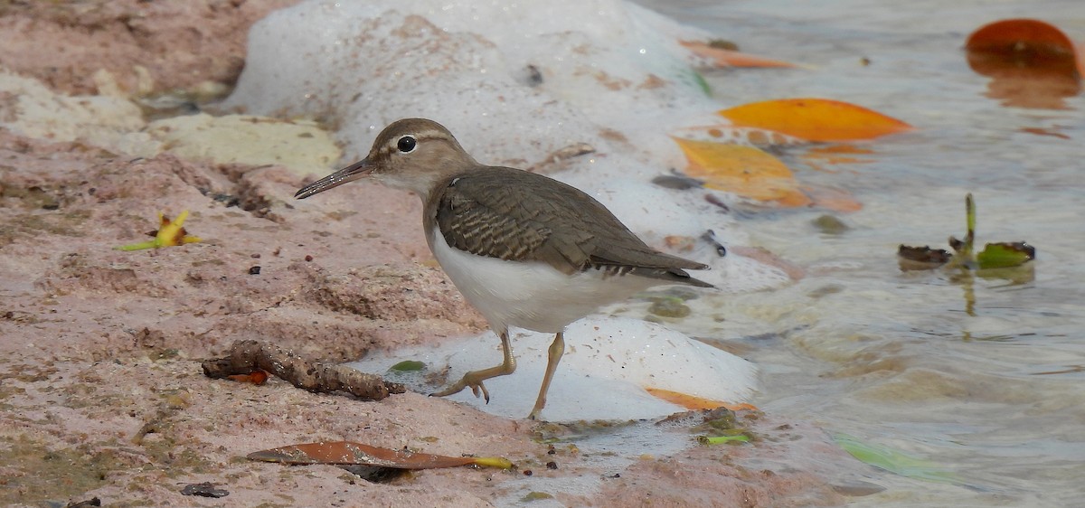 Spotted Sandpiper - ML646450029
