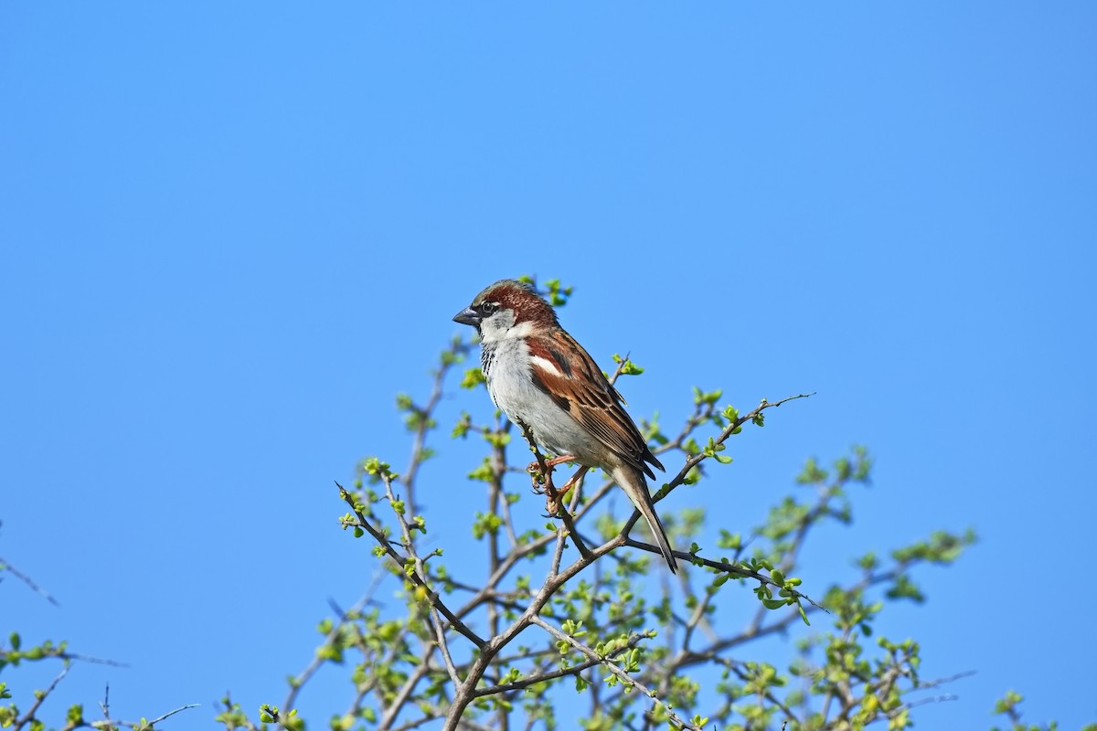 House Sparrow - ML646450030
