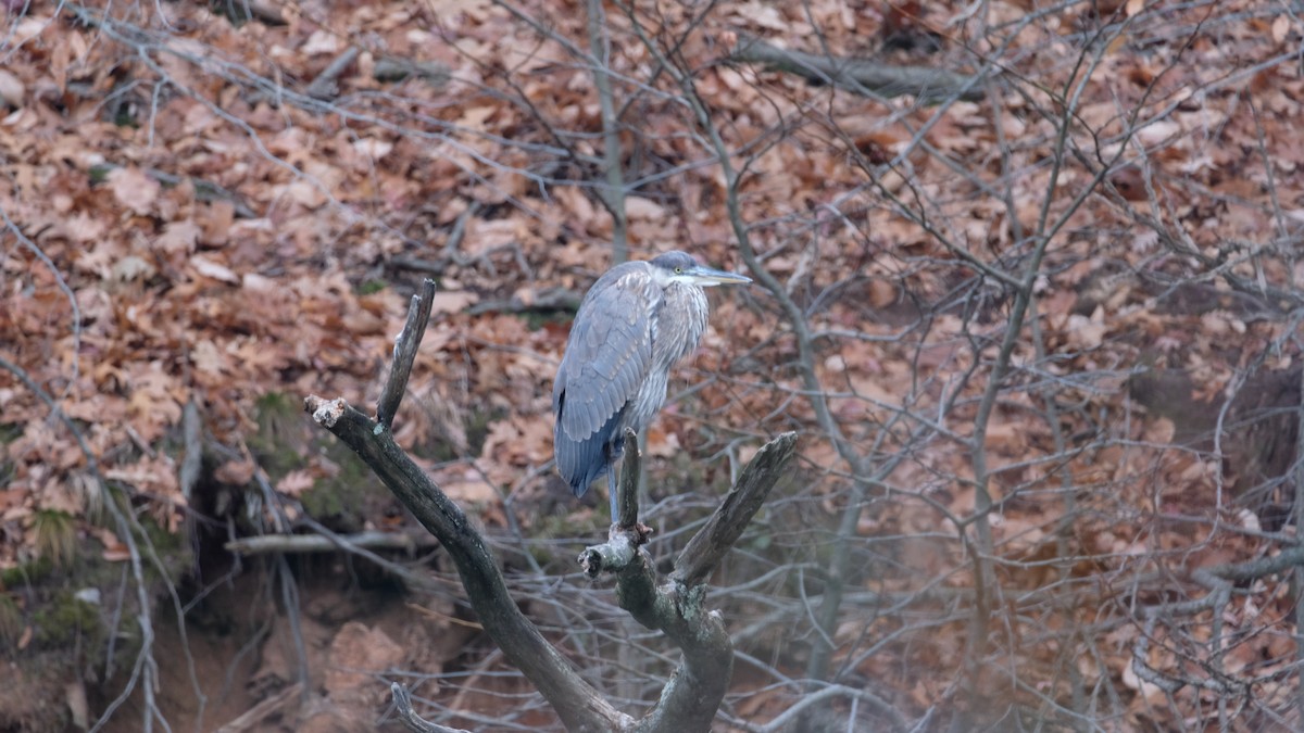 Great Blue Heron - ML646450032