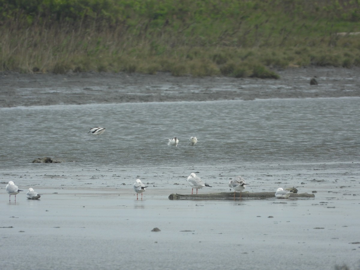Black-headed Gull - ML646450033