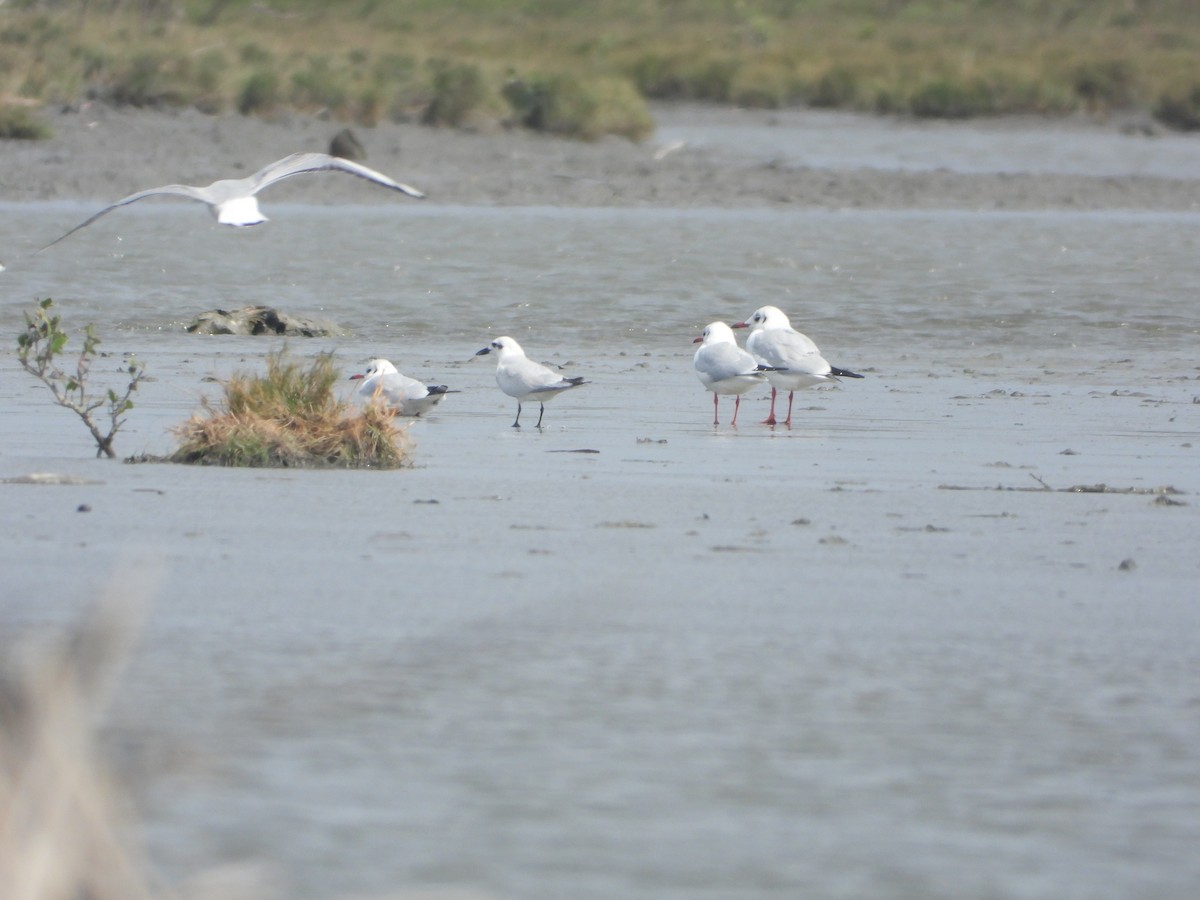 Black-headed Gull - ML646450034