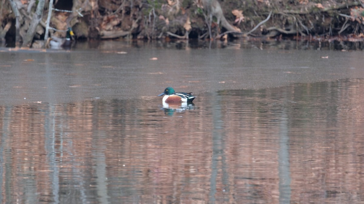 Northern Shoveler - ML646450035