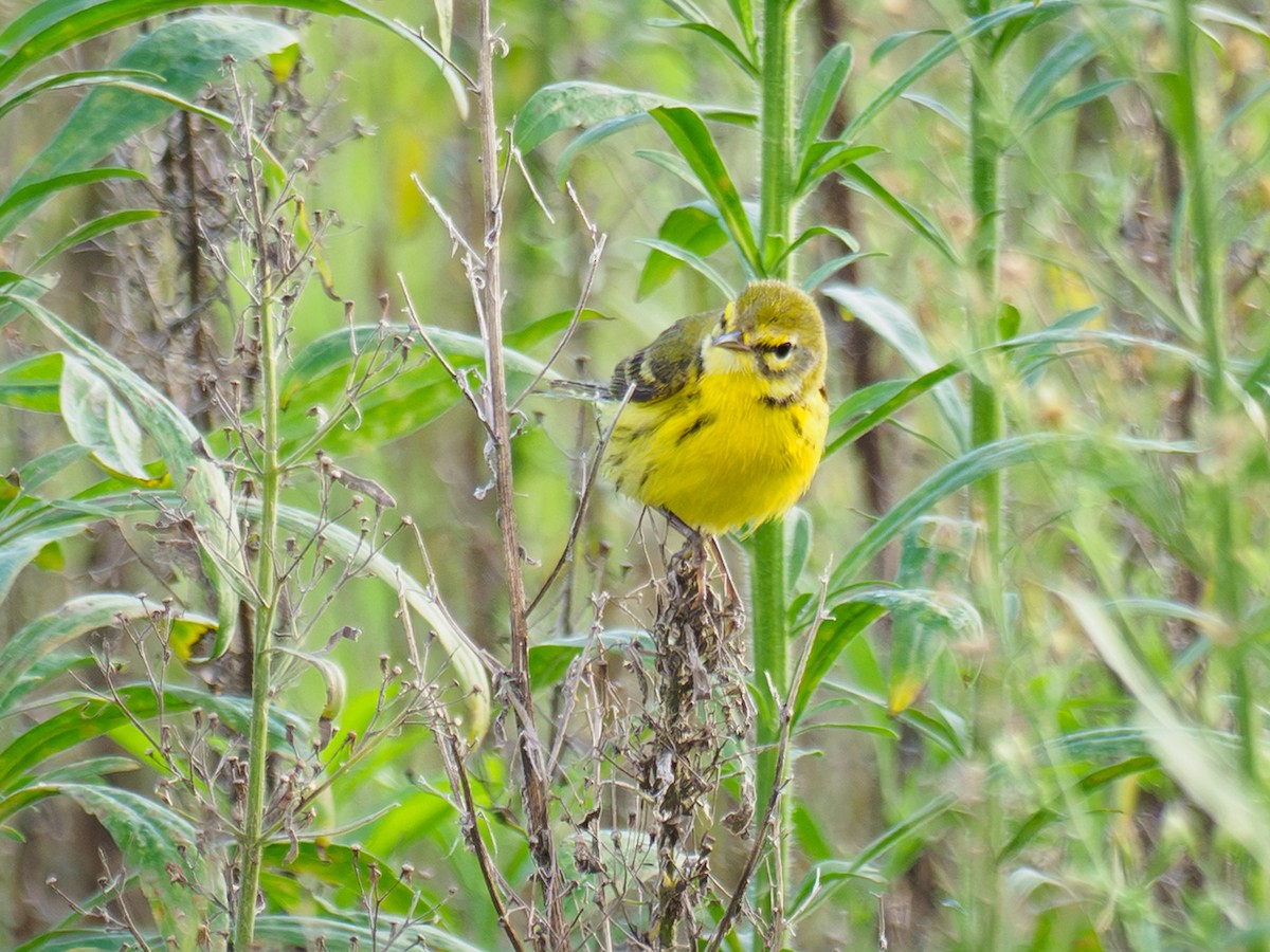 Prairie Warbler - ML646450037