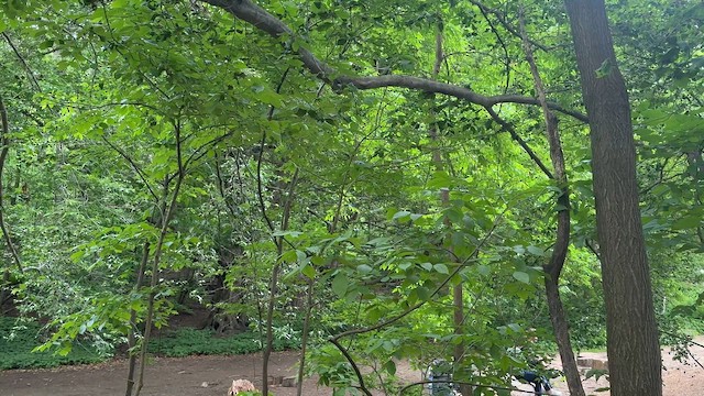 Gray-cheeked Thrush - ML646450038