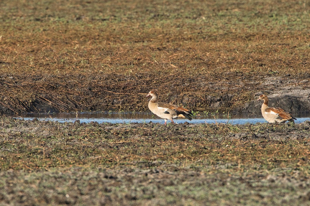 Egyptian Goose - ML646450039