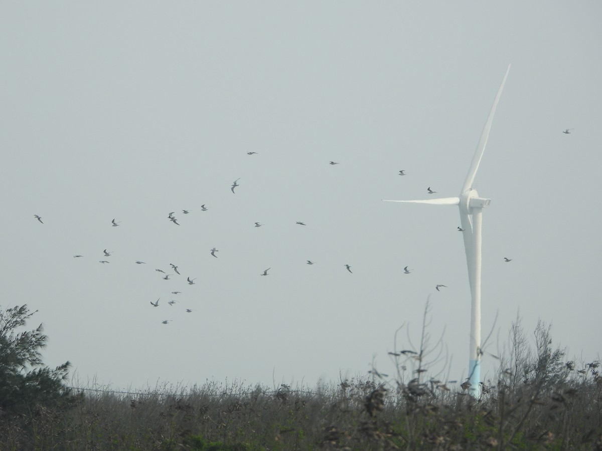 Whiskered Tern - ML646450040