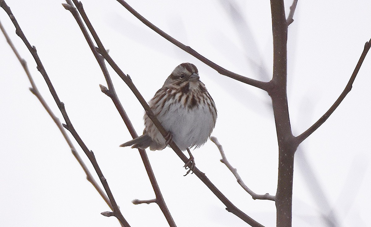 Song Sparrow - ML646450041