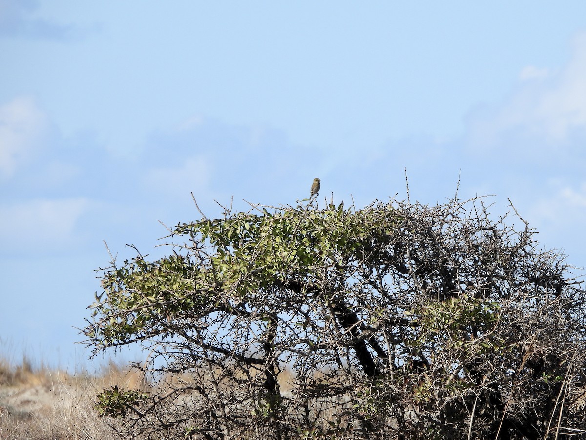 European Greenfinch - ML646450043