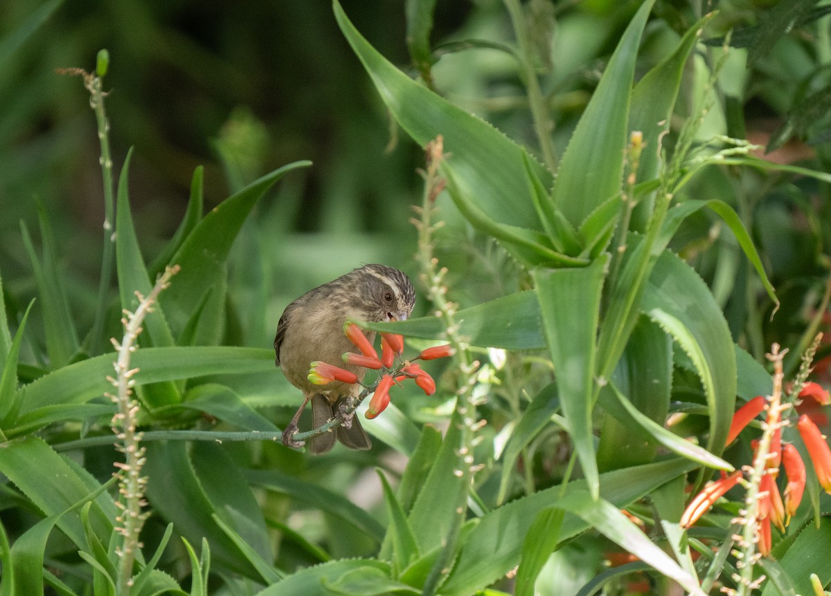 Streaky-headed Seedeater - ML646450046