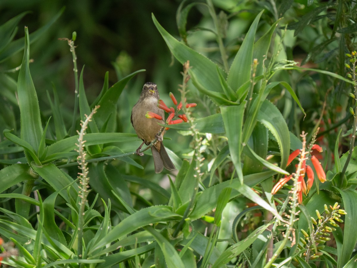 Пестроголовый канареечник - ML646450047