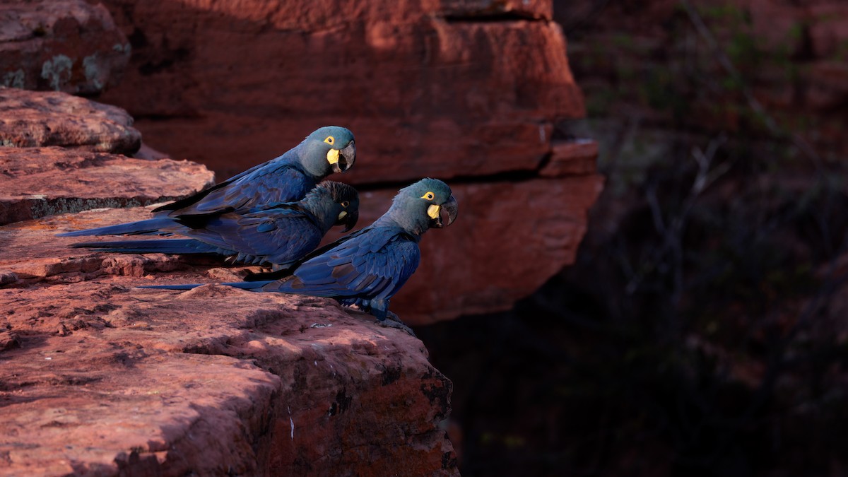 Indigo Macaw - ML646450048