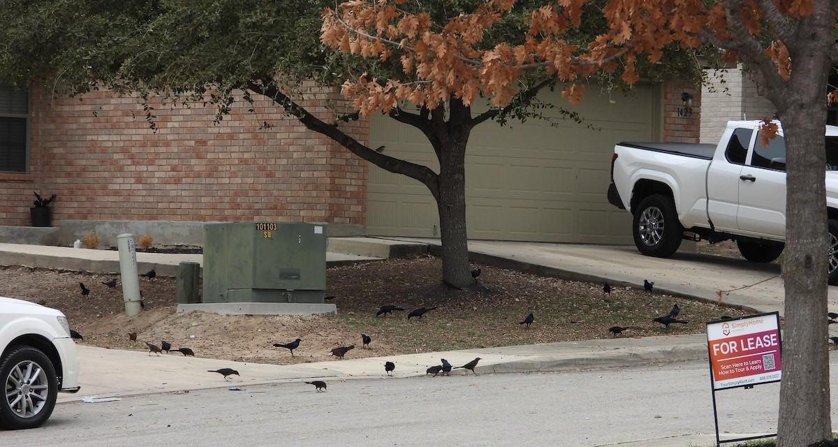 Great-tailed Grackle - ML646450049